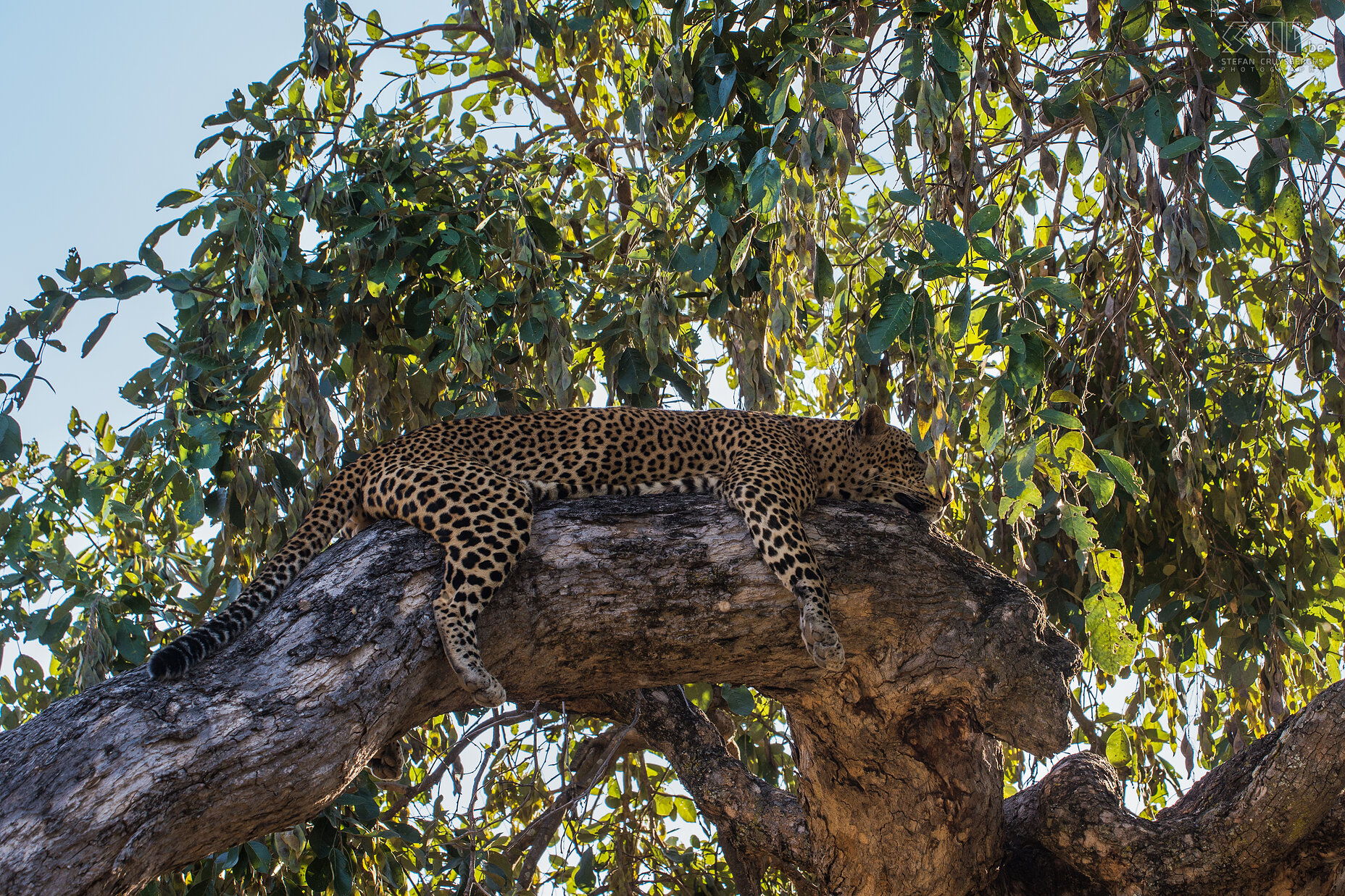 South Luangwa - Luipaard in boom  Stefan Cruysberghs